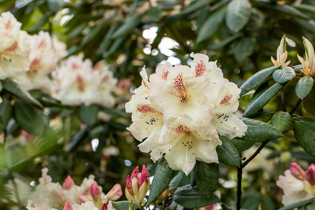 Rhododendron 'Mrs. Betty Robertson'