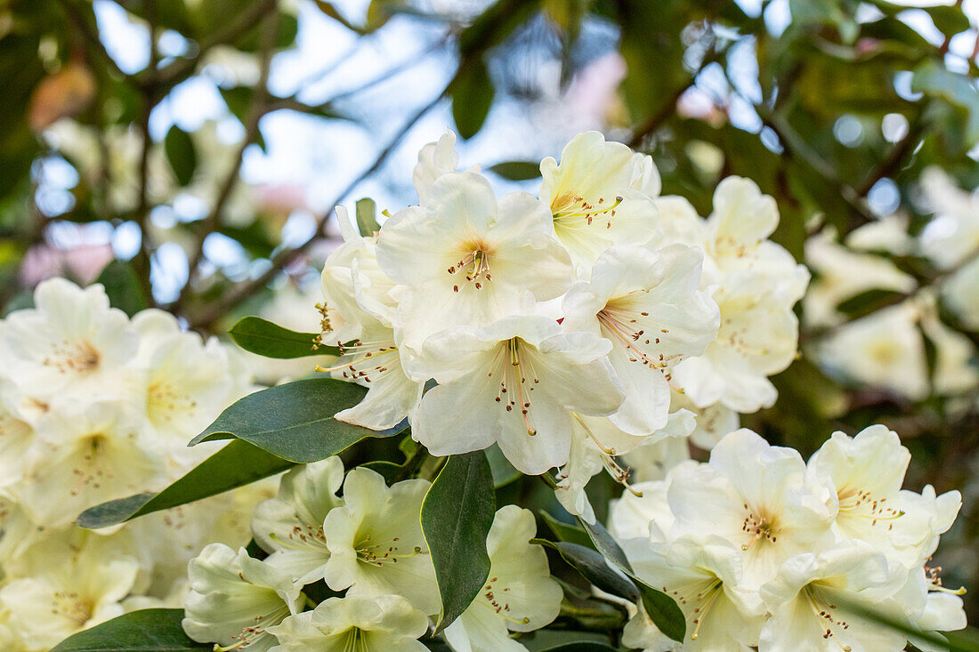 Rhododendron 'Letty Edwards'