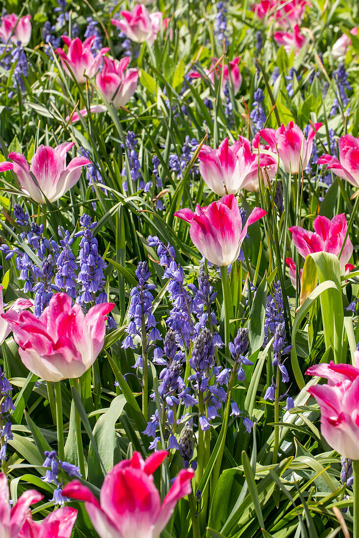 Tulips and bluebells in the ambience