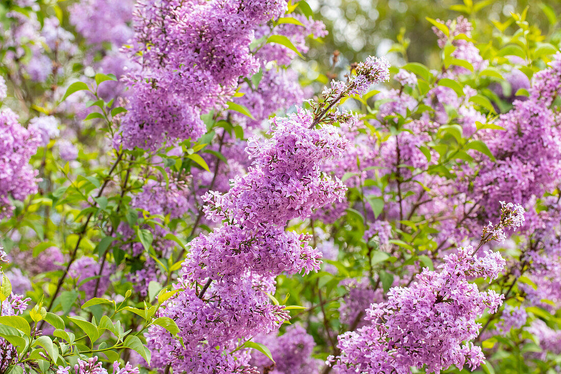 Syringa hyacinthiflora