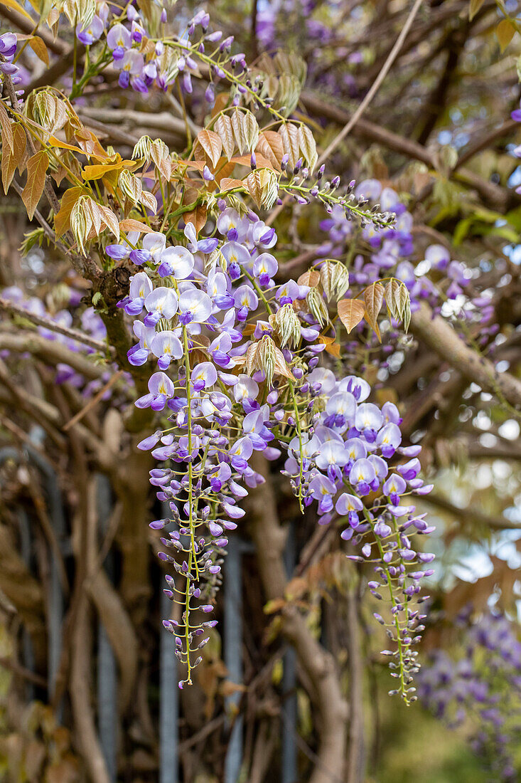 Wisteria