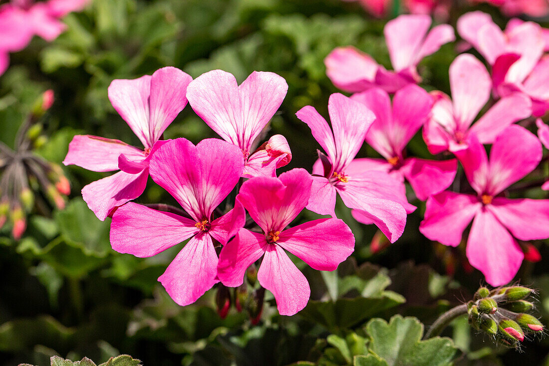 Pelargonium interspecific, pink