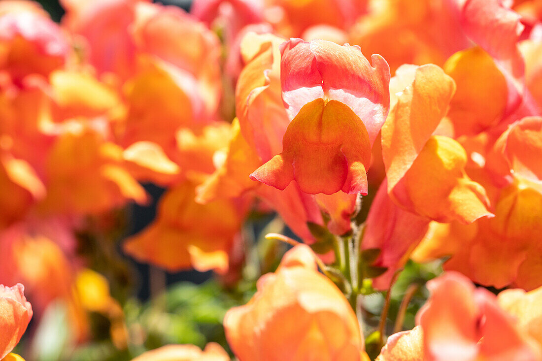 Antirrhinum majus, orange