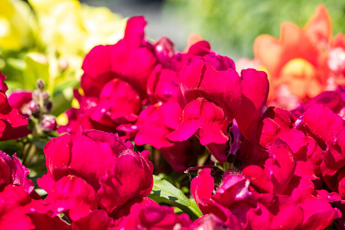 Antirrhinum majus, pink