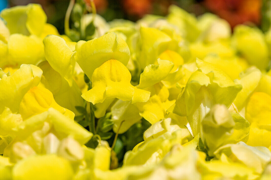 Antirrhinum majus, yellow