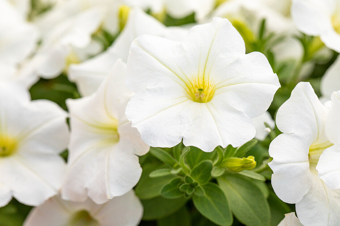 Petunia, white
