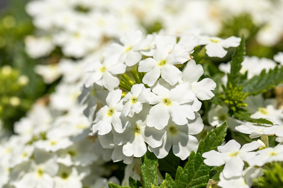 Verbena, white