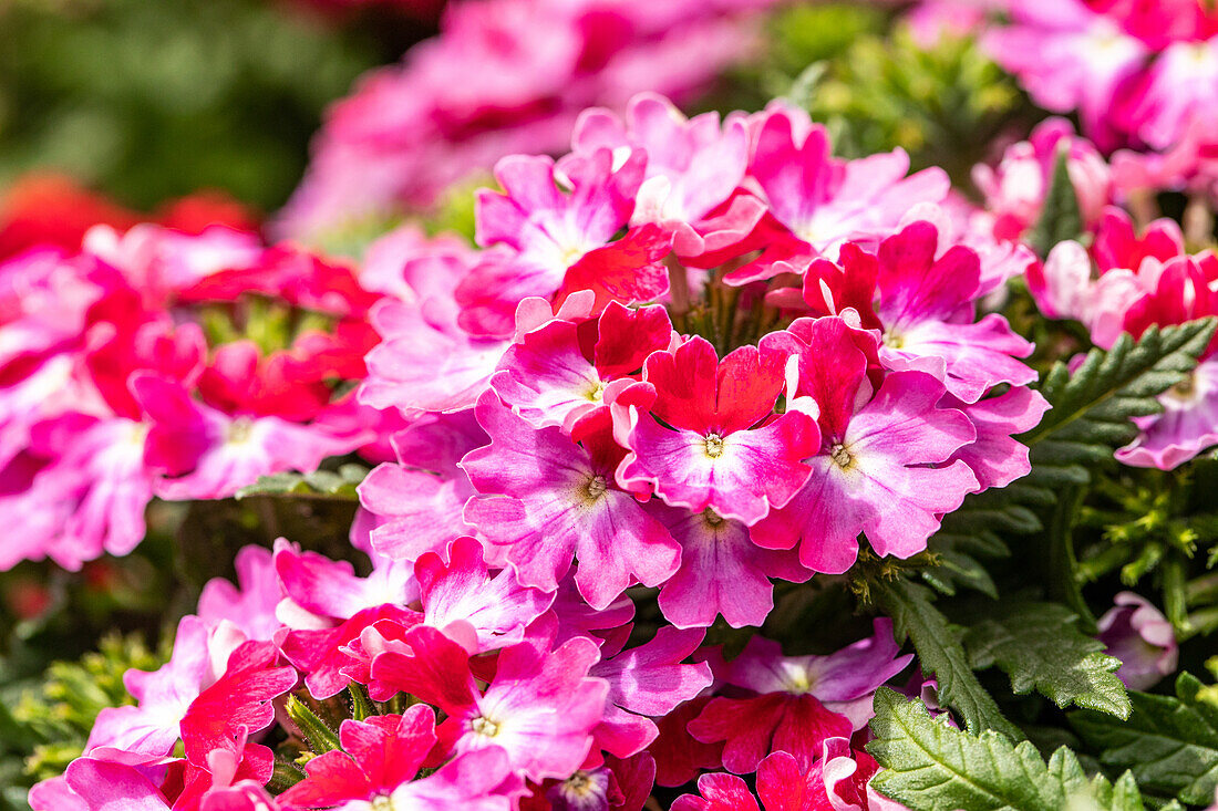 Verbena Hybride, rosarot