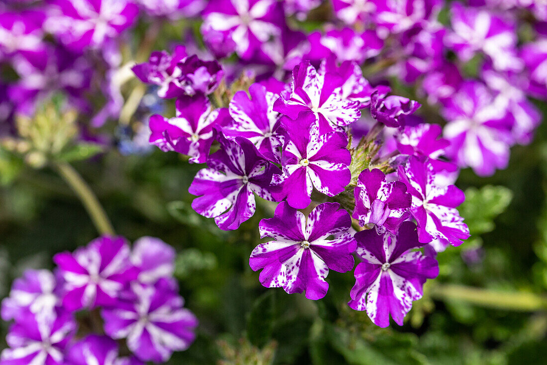 Verbena Hybride, violett-weiß