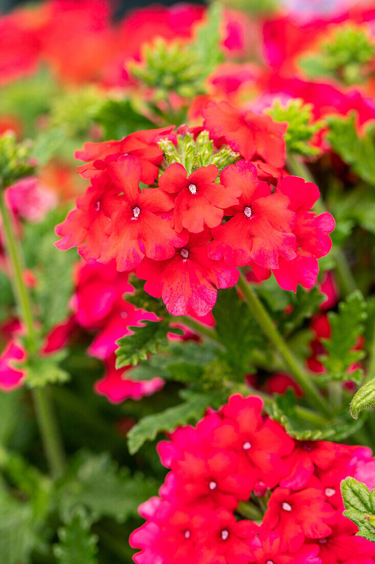 Verbena Hybride, rosarot