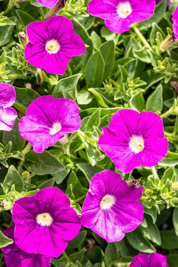 Petunia, purple