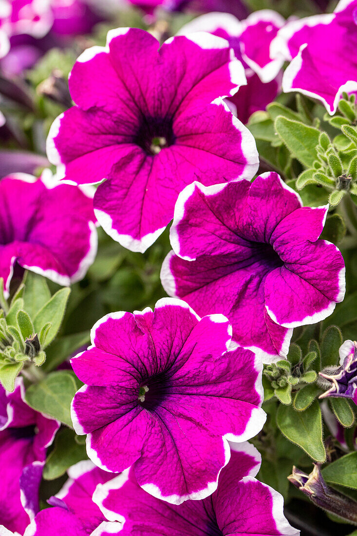 Petunia, pink-weiß