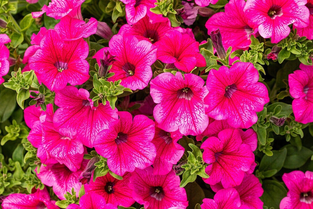 Petunia, pink