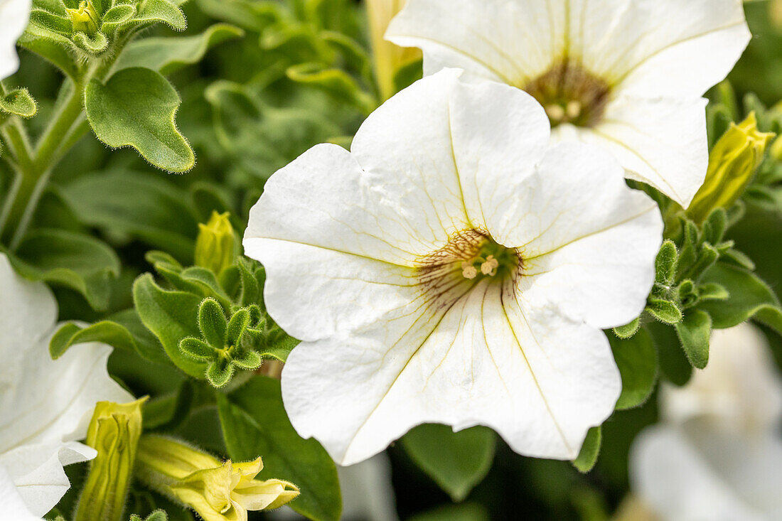 Petunia, weiß