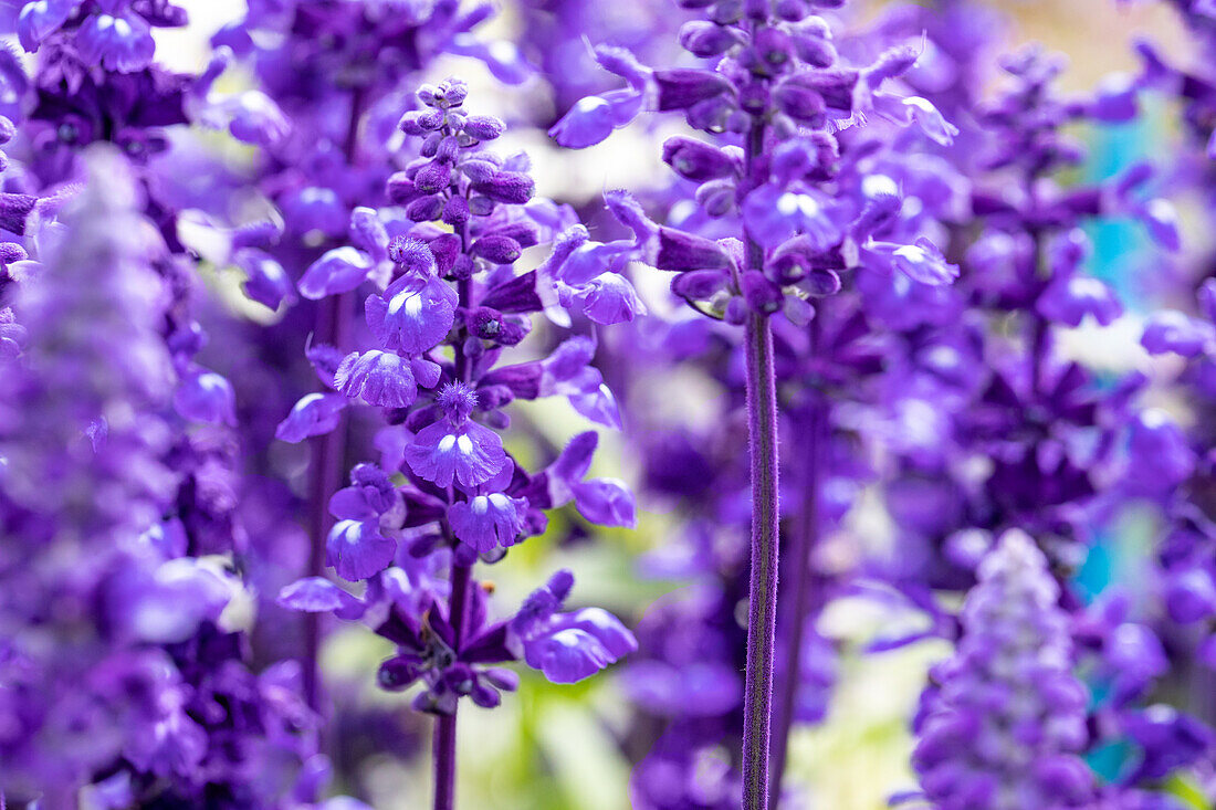 Salvia farinacea, blau