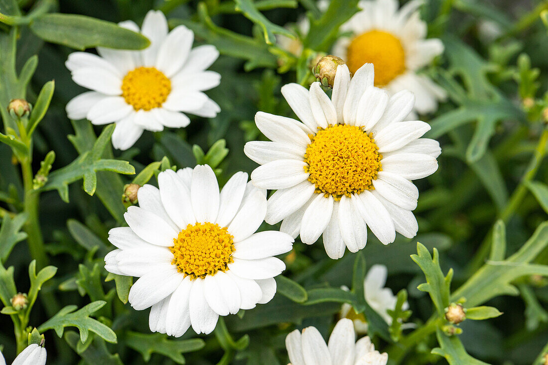 Argyranthemum frutescens, white