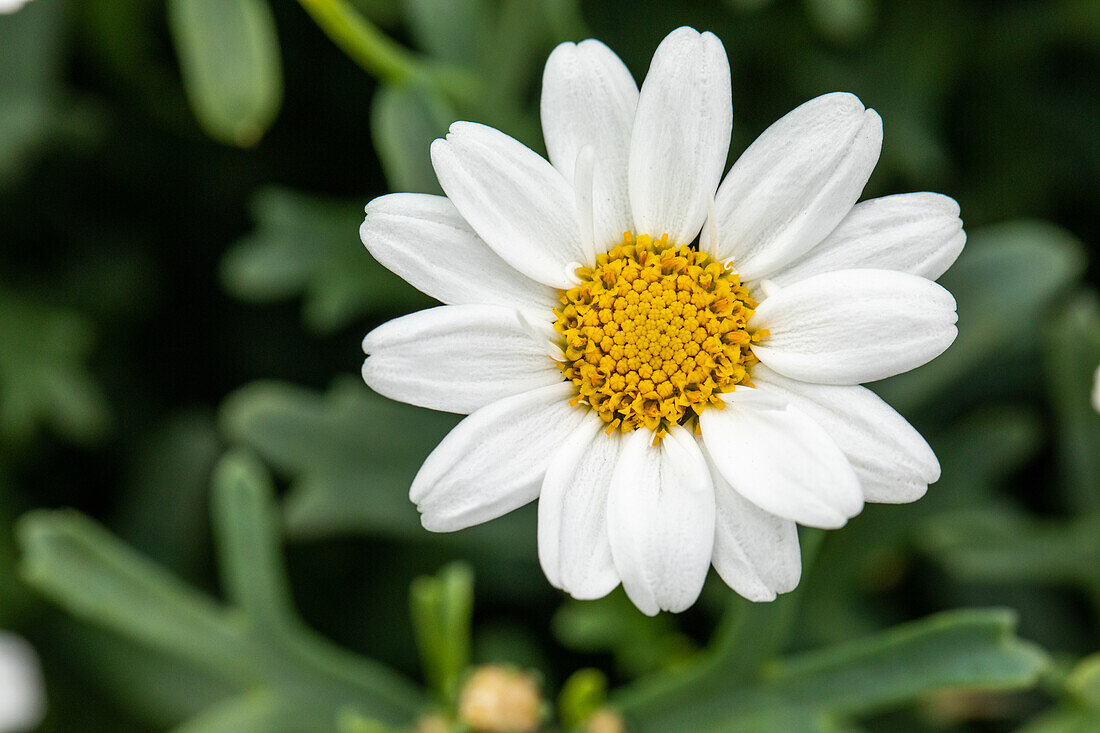 Argyranthemum frutescens, white