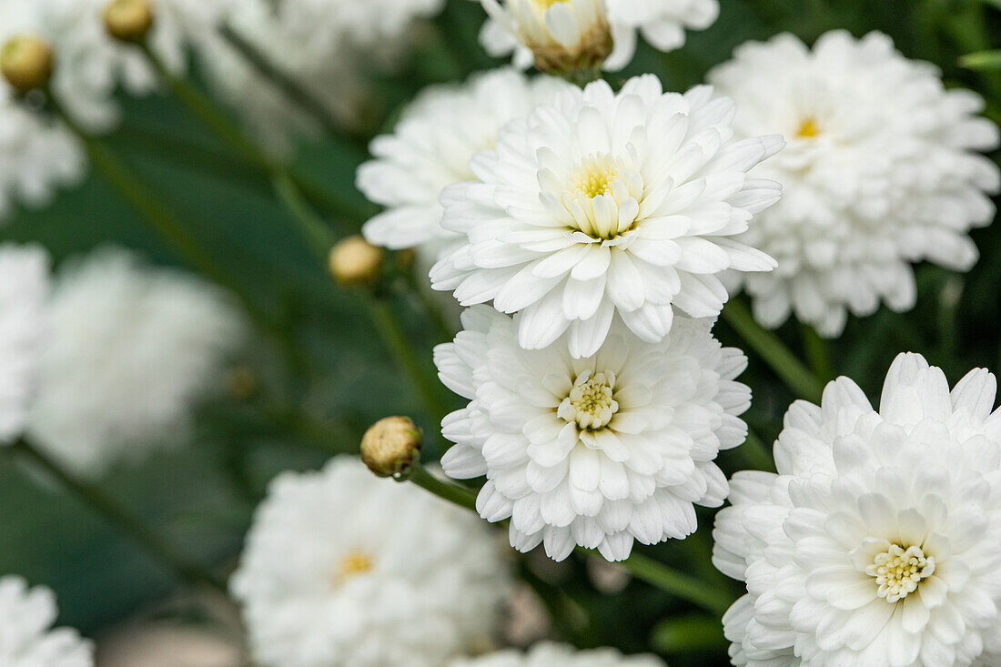 Argyranthemum frutescens, weiß