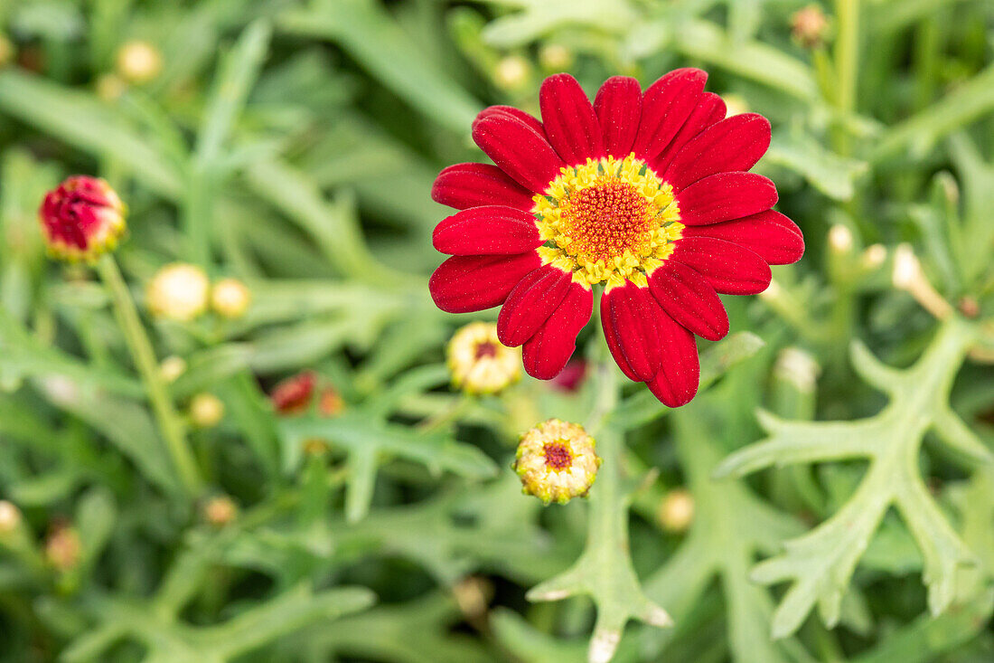 Agryanthemum frutescens