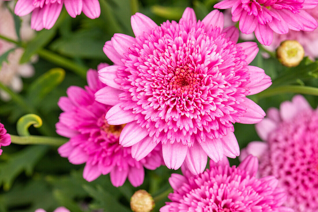 Argyranthemum frutescens, pink