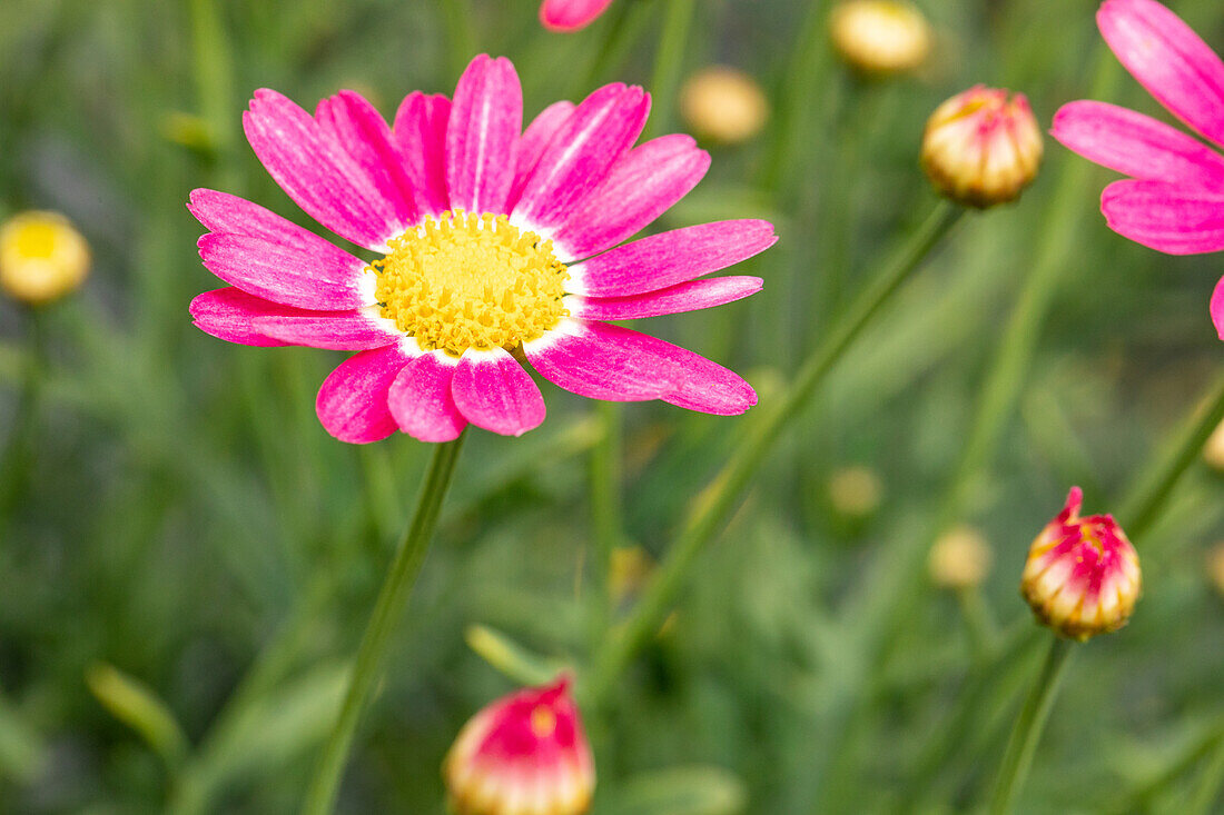 Argyranthemum frutescens, pink