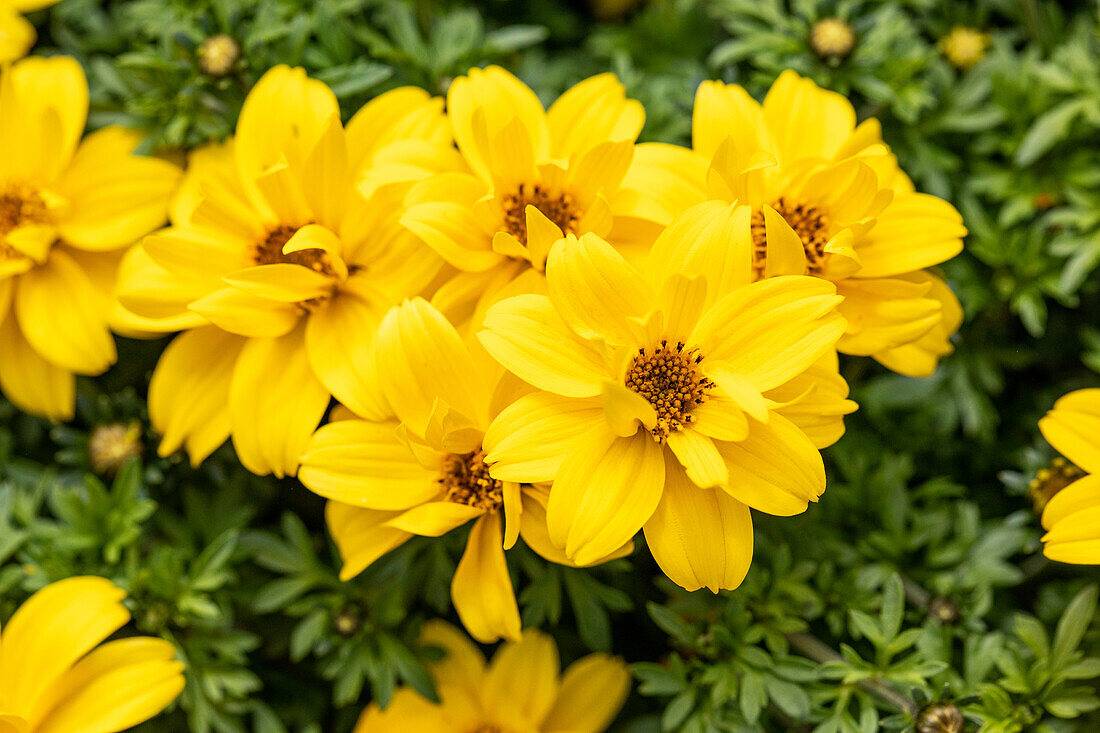 Bidens ferulifolia