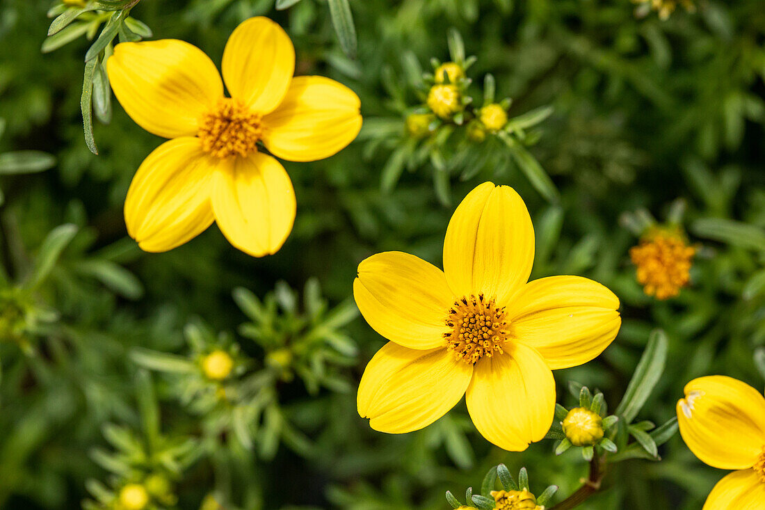 Bidens ferulifolia