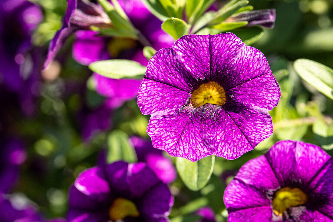 Calibrachoa, violett