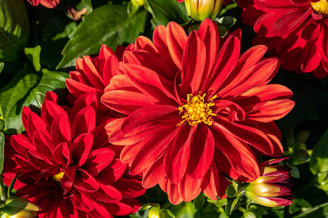 Dahlia x hortensis, red