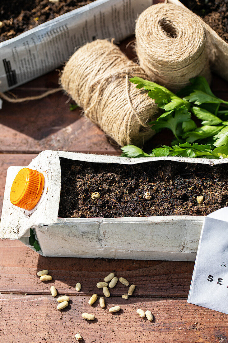 Sowing - Milk carton bed