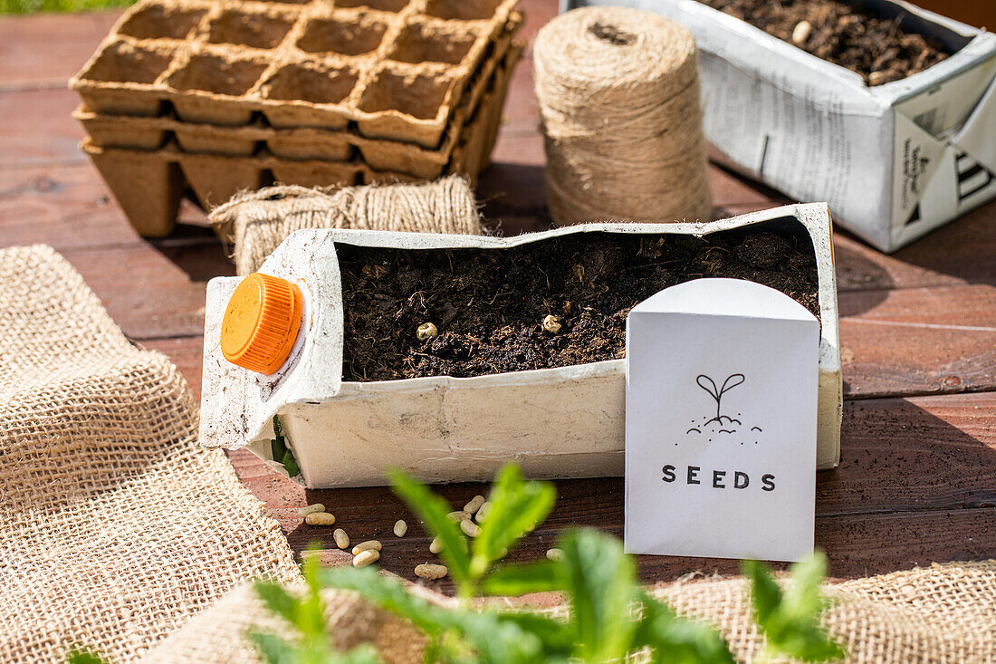 Sowing - Milk carton bed