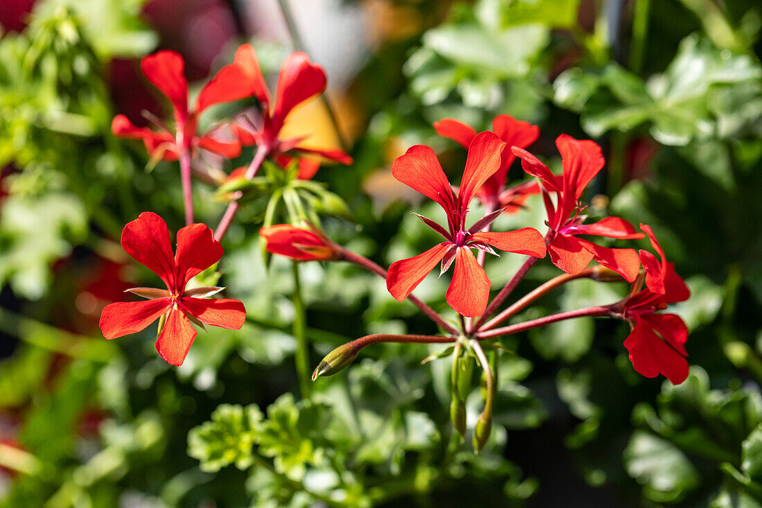 Pelargonium peltatum, red