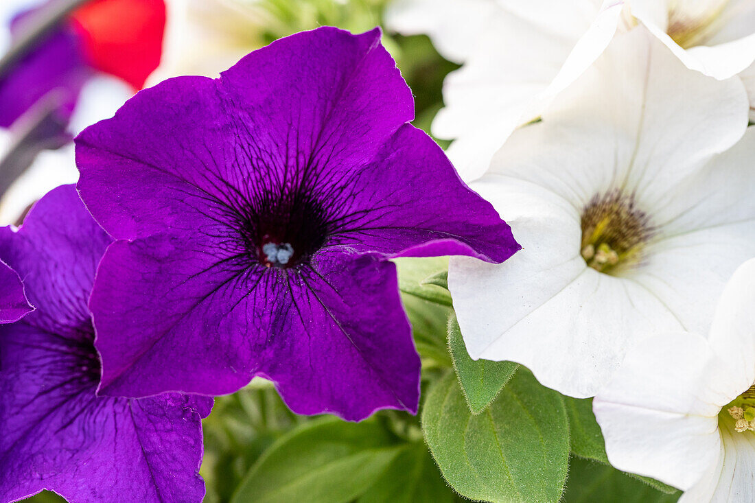 Petunia, violett