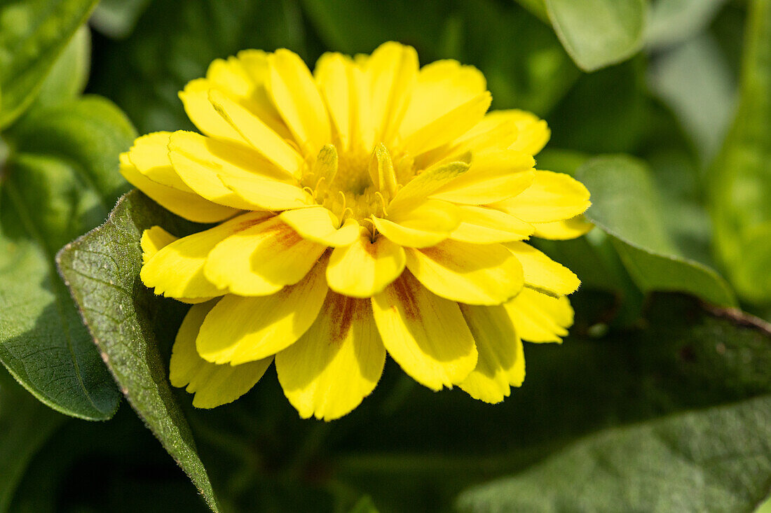 Zinnia marylandica