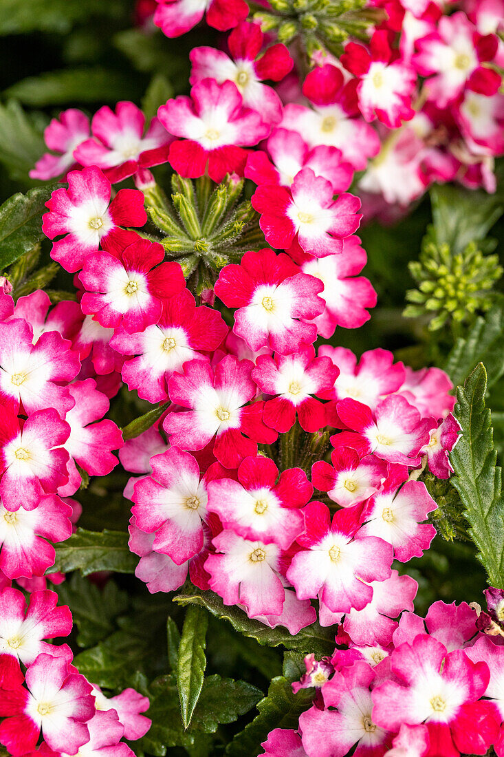 Verbena hybrid, white-red