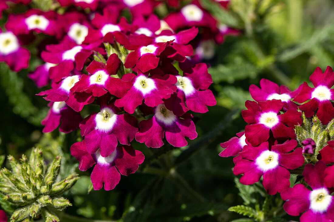 Verbena hybrid, purple