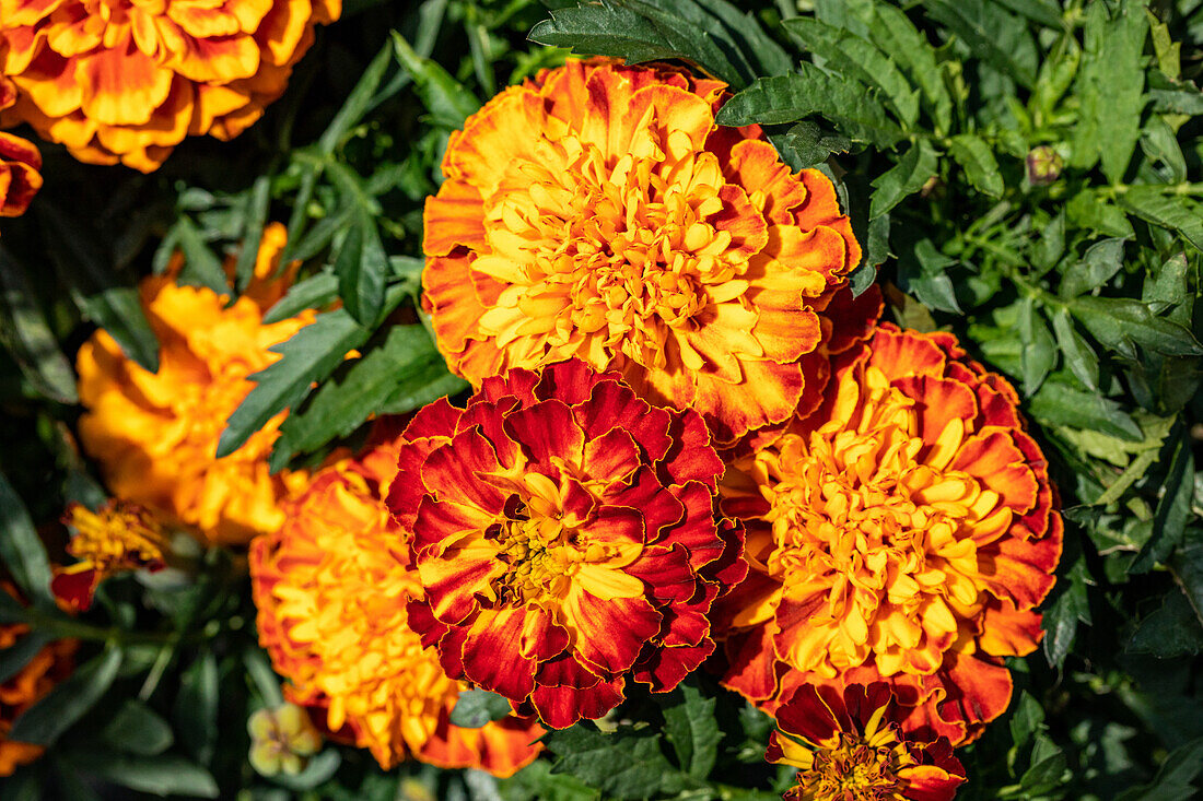 Tagetes patula, orange-rot