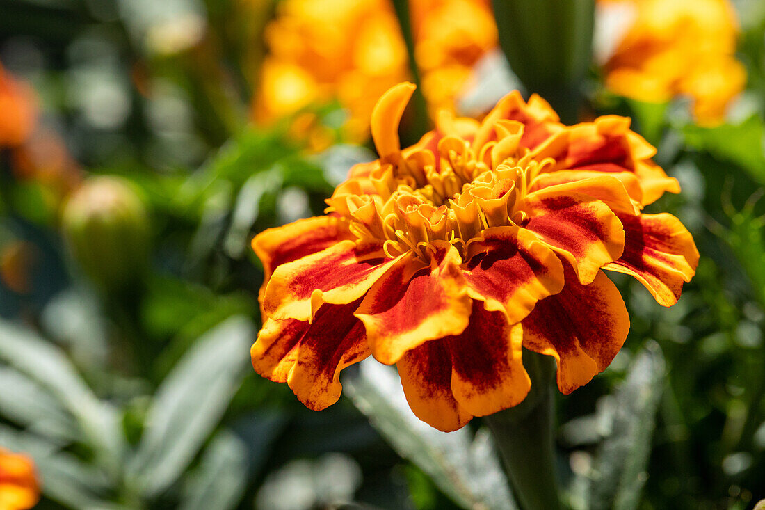 Tagetes patula, orange-rot