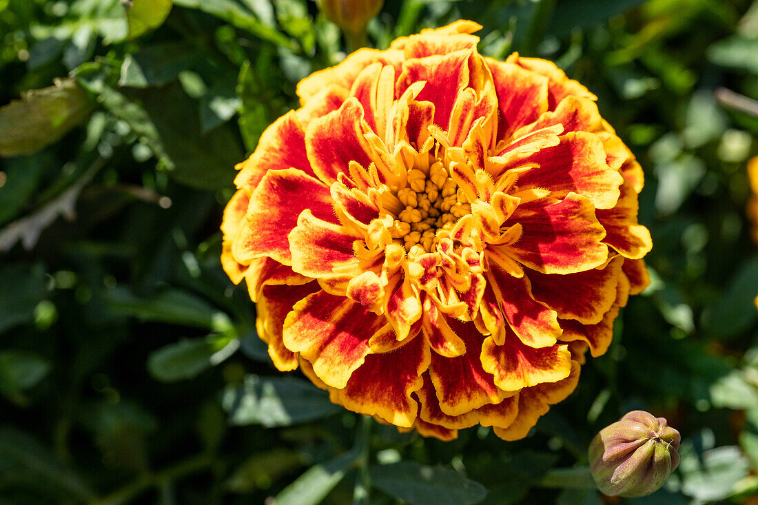 Tagetes patula, orange-red