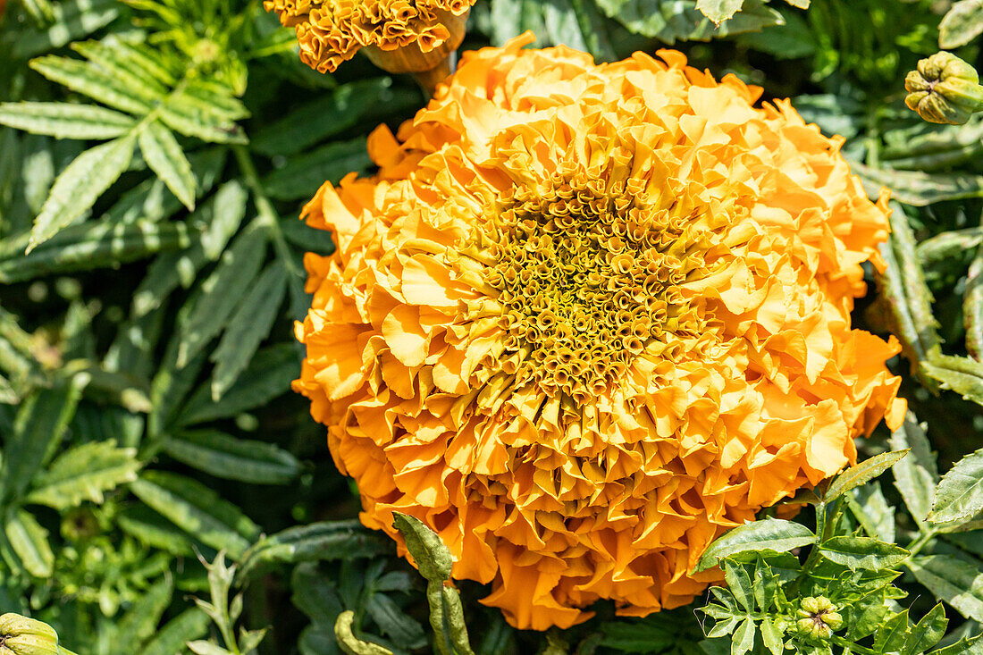 Tagetes erecta