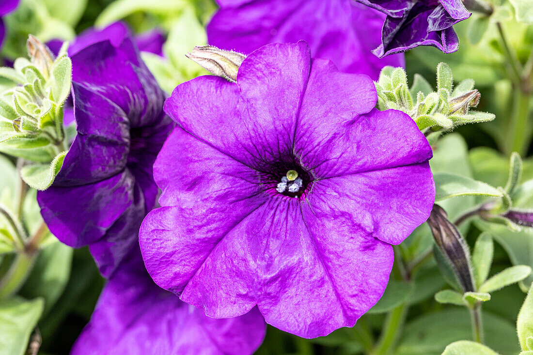 Petunia pendula