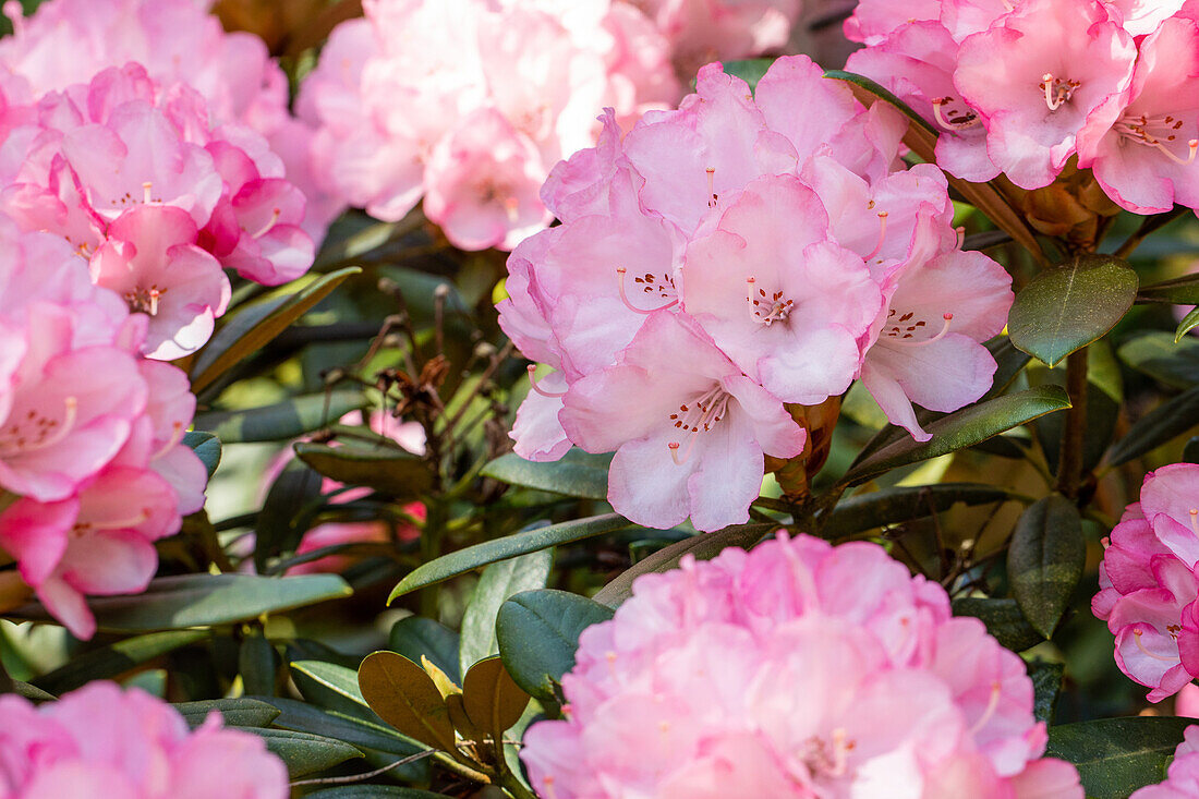 Rhododendron yakushimanum 'Love Song'