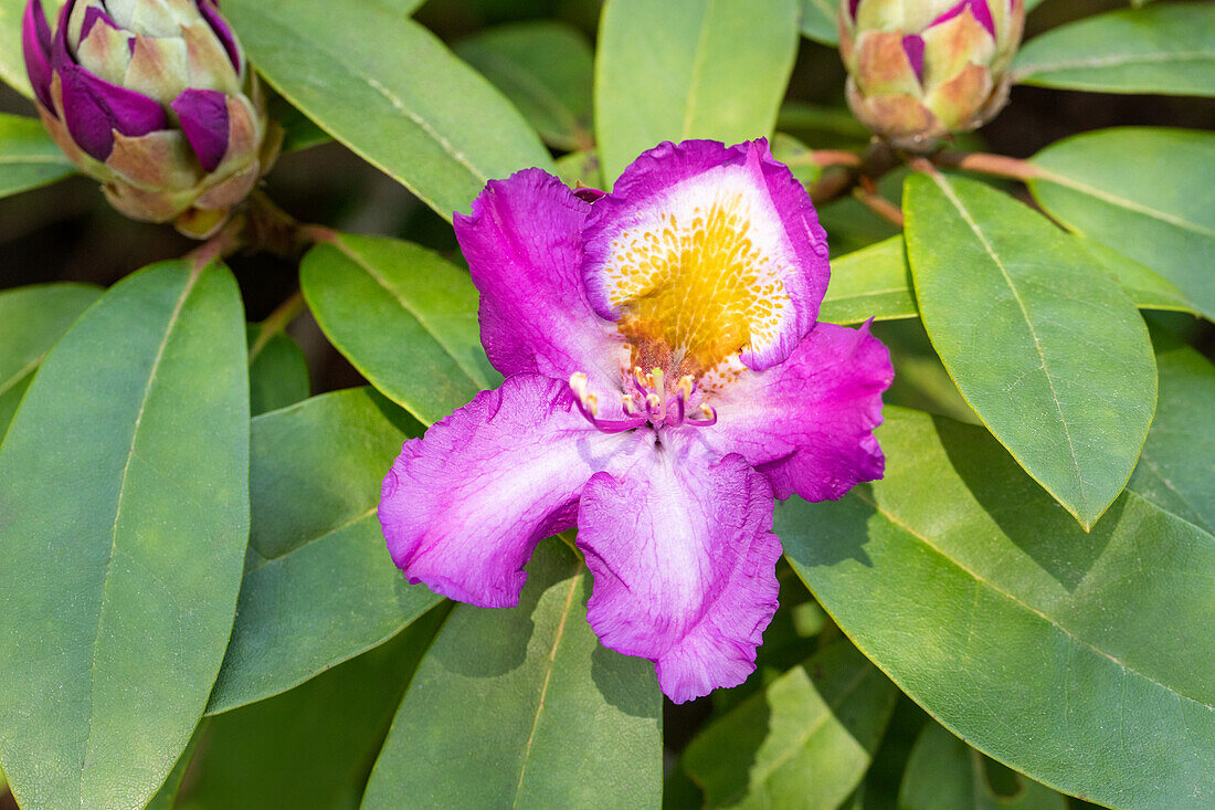 Rhododendron 'Tamarindos'
