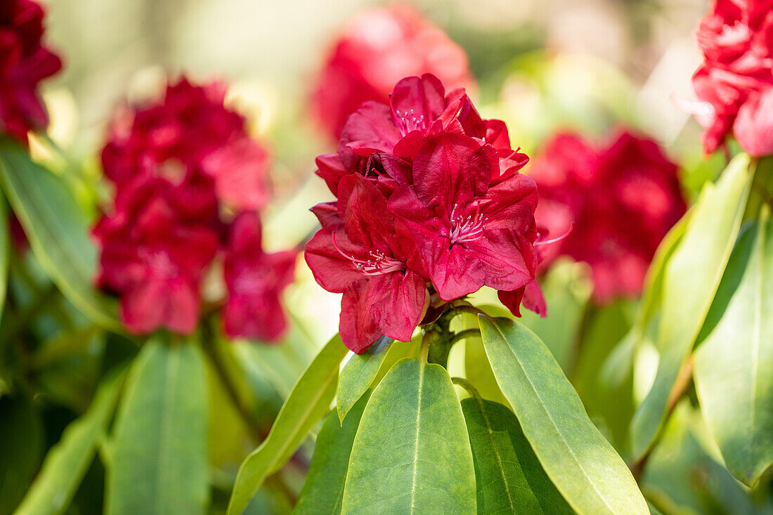 Rhododendron 'Ann Lindsay'