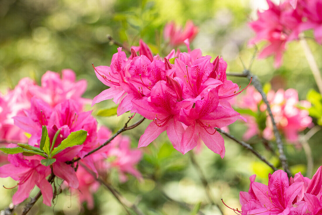 Rhododendron prinophyllum 'Rosy Lights'