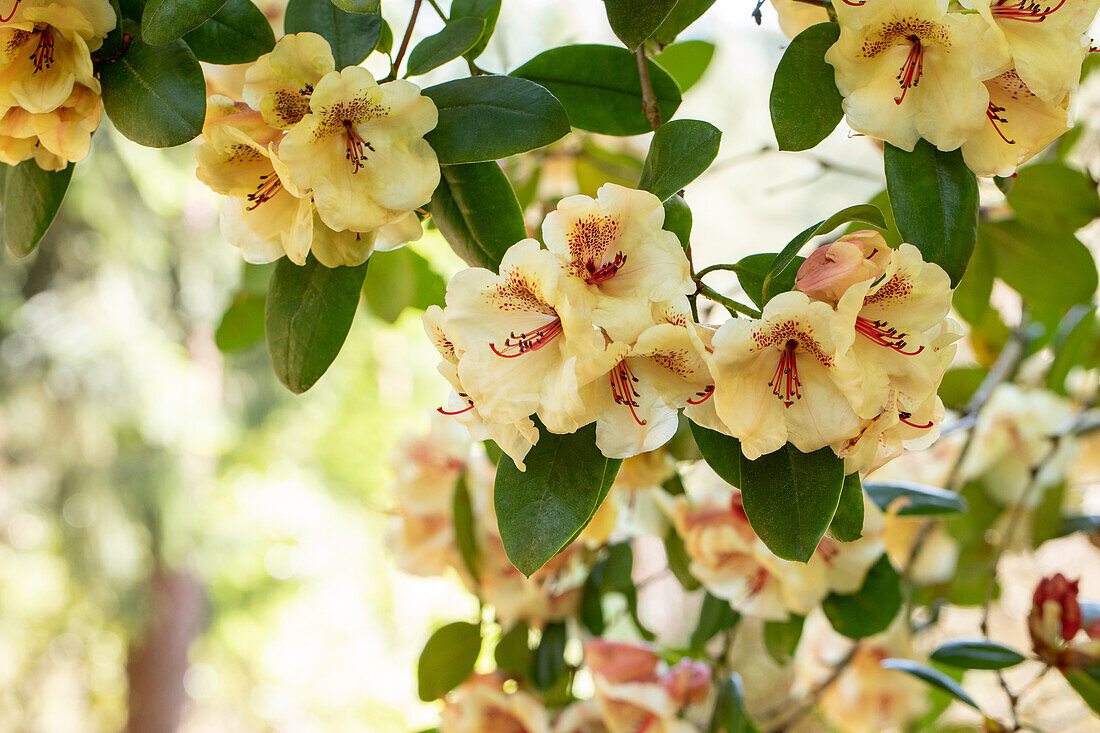 Rhododendron 'Viscy'