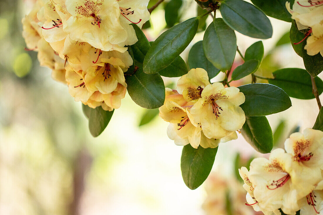 Rhododendron 'Viscy'