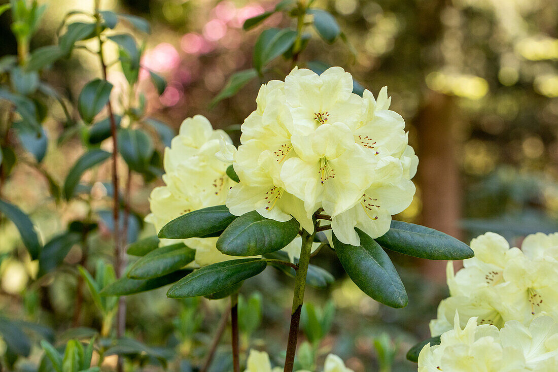 Rhododendron yakushimanum 'Centennial Gold'