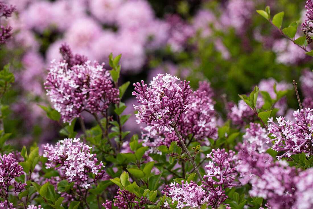 Syringa meyeri 'Palibin'