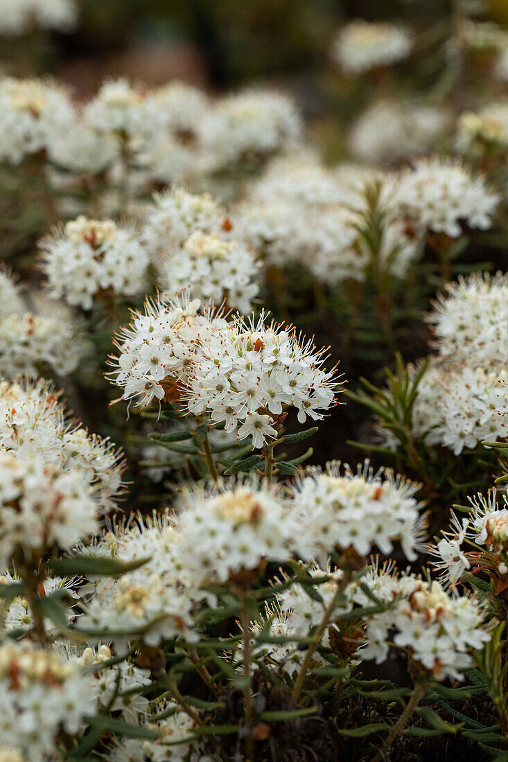 Rhododendron tomentosum